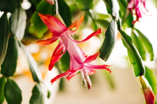 Beautiful spring Schlumbergera flower close up. Pink bud of zygocactus. Home plants and gardening.