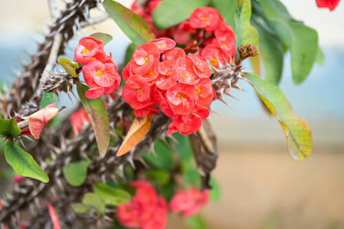 Blooming Euphorbia milii or crown of thorns, close up.