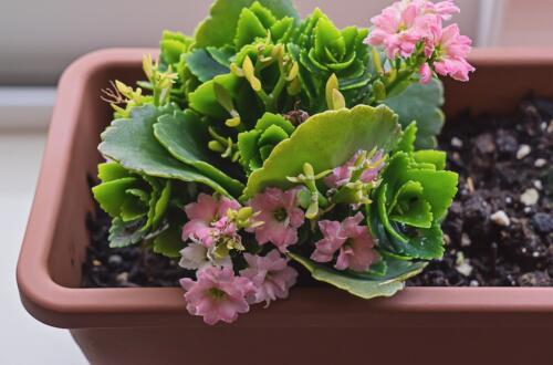 Potted Kalanchoe Blossfeld plant with blooming with pink flowers and green leaves