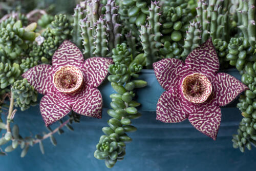 Star cactus flower of the species Orbea variegata